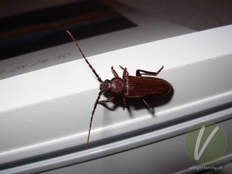 Dunkelbrauner Halsgrubenbock: Übersicht